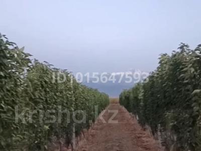 20 % доли в плодоносящем саду черешни · 55000 м², бағасы: 50 млн ₸ в Талгаре