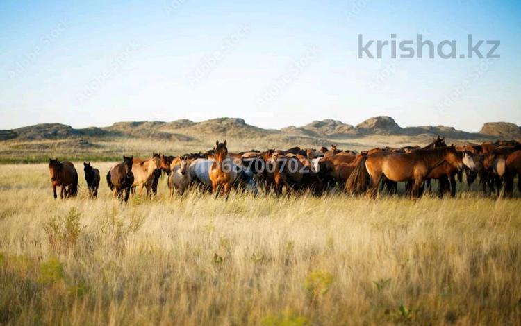Ауыл шаруашылығы · 5000 м², бағасы: 450 млн 〒 в  — фото 2