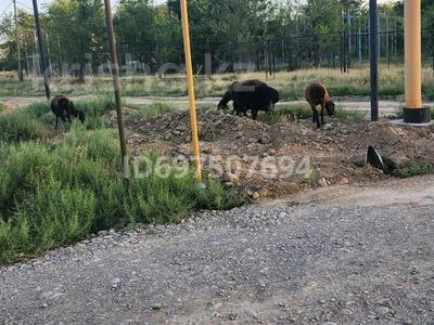 Участок 8 соток, Мкр Кайнарбулак за 6 млн 〒 в Шымкенте, Абайский р-н