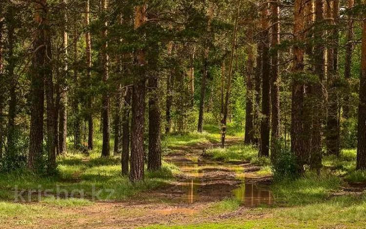 Жер телімі · 11 сотық, Қатаркөл, бағасы: 15 млн ₸ в Катарколе — фото 3
