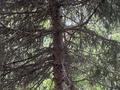 Дача · 3 комнаты · 62 м² · 10 сот., Коклайсай 7 за 11 млн ₸ в Алматы, Наурызбайский р-н — фото 29
