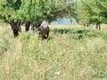 Жер телімі · 64 сотық, Жамбула, бағасы: 117 млн ₸ в Кызылкайрат — фото 9