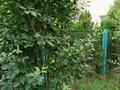 Отдельный дом · 6 комнат · 200 м² · 5 сот., мкр Акжайык — ВИП городок за 110 млн 〒 в Шымкенте, Абайский р-н — фото 2
