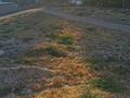Жер телімі 15 сотық, Атамекен (Үштам), бағасы: 4.5 млн 〒 в Сарыагаш — фото 3