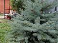 Отдельный дом · 4 комнаты · 135 м² · 8 сот., Асан2 за 45 млн ₸ в Желаеве — фото 6