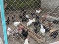 Жеке үй · 2 бөлме · 40 м² · 8 жүзд., Булакты — Возле центральной улицы, бағасы: 6.5 млн ₸ в Таразе — фото 2
