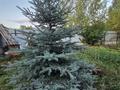 Отдельный дом · 4 комнаты · 150 м² · 10 сот., Визит 5 за 41.9 млн ₸ в Ново-Ульбинка — фото 51