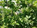 Саяжай · 1 бөлме · 20 м² · 8 жүзд., Синяя 18, бағасы: 4.2 млн ₸ в Турарских дач — фото 8