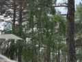 Дом · 2 комнаты · 36 м², Озеро Щучье — Санаторий Щучинский за 50 000 ₸ в Бурабае — фото 16