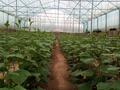 Зауыт · 2000 сотық, Жандаулет Манасбаев 12, бағасы: 27.2 млн ₸ в Мерке — фото 25