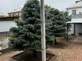 Жеке үй · 5 бөлме · 460 м² · 7 жүзд., мкр Шапагат 217, бағасы: 155 млн ₸ в Шымкенте, Каратауский р-н — фото 12