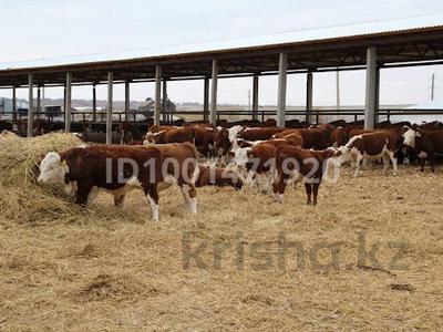 Промбаза · 864 га, Коянды 87 за 100 млн 〒 в Экибастузе