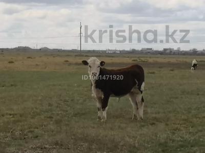 Промбаза · 864 га, Коянды 87 за 100 млн 〒 в Экибастузе