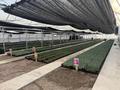 Продаем прибыльный тепличный комлекс · 1000 м² за 160 млн ₸ в Щапово — фото 2