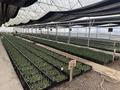 Продаем прибыльный тепличный комлекс · 1000 м² за 160 млн ₸ в Щапово — фото 9