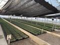 Продаем прибыльный тепличный комлекс · 1000 м² за 160 млн ₸ в Щапово — фото 3