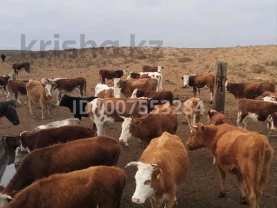 Жер телімі · 1000 га, Индер, бағасы: 50 млн 〒