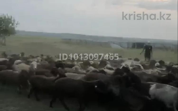 Участок · 56000 га, Охот.угодье 56 за 500 млн ₸ в Алтынсарино (Камыстинский район) — фото 2