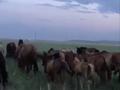Участок · 56000 га, Охот.угодье 56 за 500 млн ₸ в Алтынсарино (Камыстинский район) — фото 5