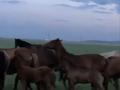 Участок · 56000 га, Охот.угодье 56 за 500 млн ₸ в Алтынсарино (Камыстинский район) — фото 6