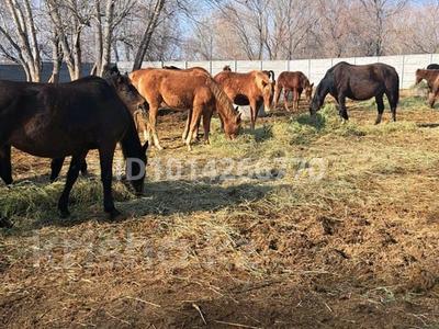 Жер телімі · 17 га, Ауэзова 1 — Пос. Акжал, бағасы: 95 млн ₸ в 