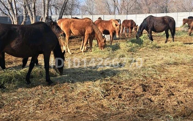 Жер телімі · 17 га, Ауэзова 1 — Пос. Акжал, бағасы: 95 млн ₸ в  — фото 2
