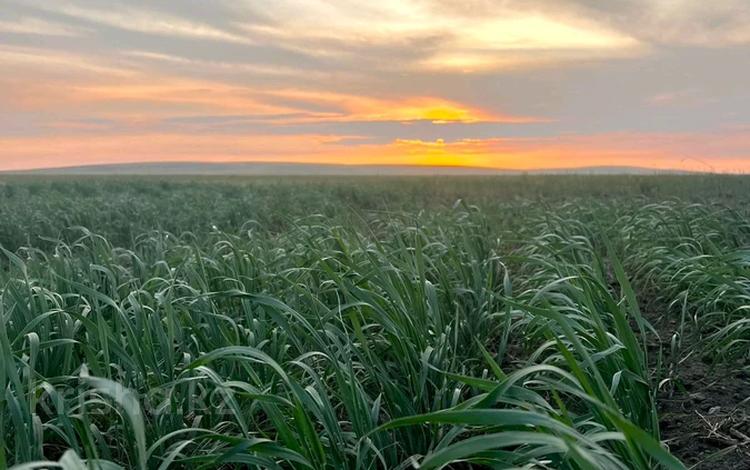 Участок · 4300 га, Междуреченск за ~ 2.2 млрд 〒 — фото 13