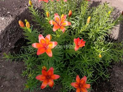 Дача · 2 комнаты · 36 м² · 6 сот., Сообщество ромашка — Сортировка за 1 млн 〒 в Караганде, Алихана Бокейханова р-н