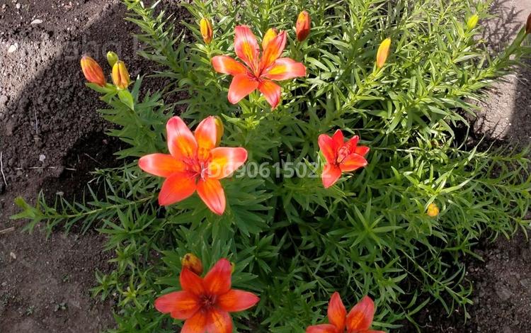 Дача · 2 комнаты · 36 м² · 6 сот., Сообщество ромашка — Сортировка за 1.2 млн 〒 в Караганде, Алихана Бокейханова р-н — фото 38