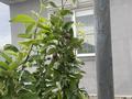 Жеке үй · 4 бөлме · 195 м² · 8 жүзд., 16 9 — Еркинкала, бағасы: 35 млн ₸ в Атырау — фото 8