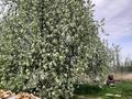 Жеке үй · 3 бөлме · 130 м² · 38 сот., Құрылысшылар, бағасы: 35 млн ₸ в Герасимовке — фото 11
