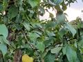 Жеке үй · 3 бөлме · 156.1 м² · 9 жүзд., Нуржанова — Пересечение улиц с центрального заезда и 10 линий, (средний квартал), бағасы: 40 млн ₸ в Павлодаре — фото 31