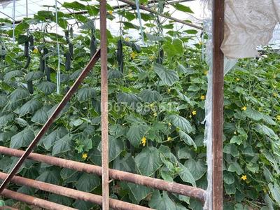 Сельское хозяйство • 2000 м² за 30 млн 〒 в Сарыагаш