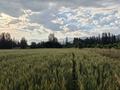 Жер телімі · 5.1 га, Қасқасу, бағасы: 70 млн ₸ в Каскасу — фото 13