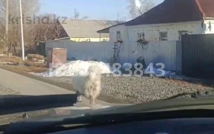 Жеке үй · 4 бөлме · 100 м² · 10 жүзд., ЖБИ, ул.Парковая 77, бағасы: 15 млн ₸ в Караганде, Алихана Бокейханова р-н — фото 17