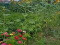 Участок · 10 соток, Алпамыс батыр көшесі 57 — Алпамыс батыр көшесі за 22 млн ₸ в Тайтобе — фото 26