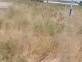 Участок · 35.5 соток, Сарыагашский район Куркелесский с/о, 045 квартал 1148 за 10 млн ₸ — фото 5