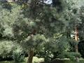 Жеке үй · 9 бөлме · 280 м² · 8.5 жүзд., Коттеджный городок Достык — Сабденова, бағасы: 265 млн ₸ в Алматы, Наурызбайский р-н — фото 10