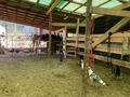 Готовый конный бизнес Фазенда, 4 м² за 100 млн 〒 в Каскелене — фото 35