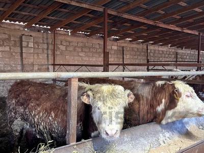 Участок · 22 га, Гагарина 26 за 250 млн ₸ в Арайлы