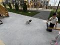 1-комнатная квартира · 37 м² · 14/16 этаж, мкр Шымсити, ​Туркия 50а — Алатау батыр за 170 000 ₸ в Шымкенте, Абайский р-н — фото 5