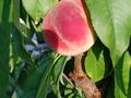 Саяжай · 3 бөлме · 72 м² · 12.5 жүзд., С/о Агат, бағасы: ~ 31 млн ₸ в Каскелене — фото 43