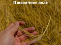 Участок · 4 сотки, мкр Ынтымак — БАКАД - трасса Алматы -Усть каменогорск - пос.Коянкус - пос Жанадауыр - школа 46 - школа 14 за 6 млн ₸ в Алатау — фото 8