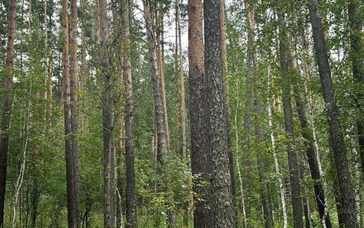 Жер телімі 10 сотық, Сарыбулак, бағасы: 13.5 млн 〒 — фото 2