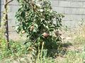 Жеке үй · 4 бөлме · 100 м² · 5 жүзд., Абылай Хана, бағасы: 75 млн ₸ в Киши Байсерке — фото 7