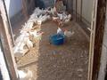 Отдельный дом · 5 комнат · 105 м² · 8 сот., Жас Улан — Возле аптеки " От А до Я" за 36 млн ₸ в Коксай (пути Ильича) — фото 12