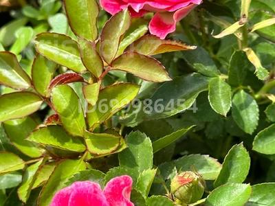 Отдельный дом · 5 комнат · 480 м² · 29.7 сот., мкр Кунгей , Усасток 5 29 за 95 млн 〒 в Караганде, Казыбек би р-н