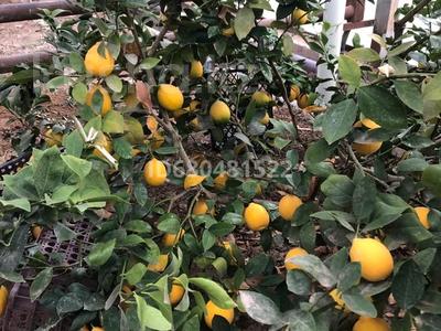 Өнеркәсіптік база · 3 га, мкр Бозарык 1, бағасы: 150 млн 〒 в Шымкенте, Абайский р-н