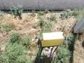 Участок · 10 соток, жилой массив Кайнар Булак, Шилысай — Агайындылар стройматериал за 12.5 млн ₸ в Шымкенте, Абайский р-н — фото 4