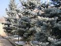 Жеке үй · 6 бөлме · 380 м² · 8 сот., мкр Нур Алатау, Газизы Жубановой, бағасы: 290 млн ₸ в Алматы, Бостандыкский р-н — фото 10